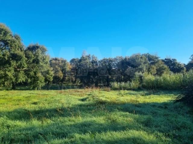 Terreno em São Pedro de Tomar