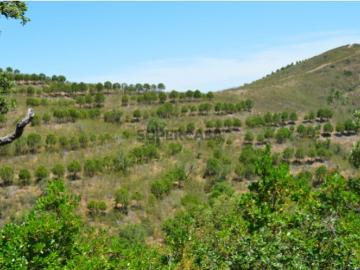 Saboia, Odemira, Distrito de Beja