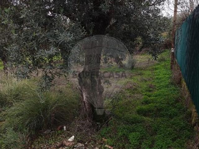 Terreno em Salgueiro do Campo