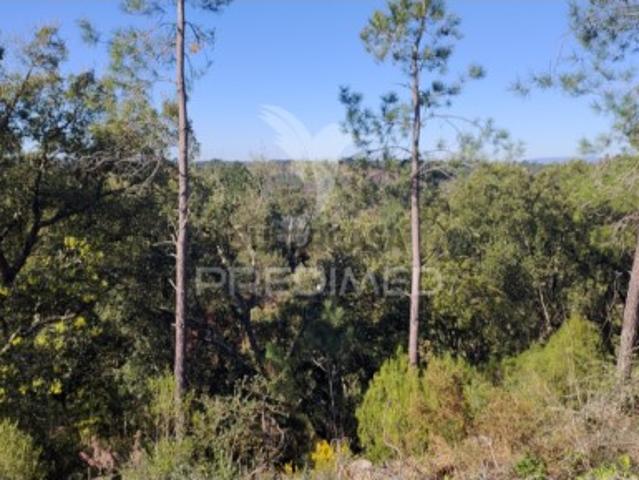 Terreno em Santa Margarida da Coutada