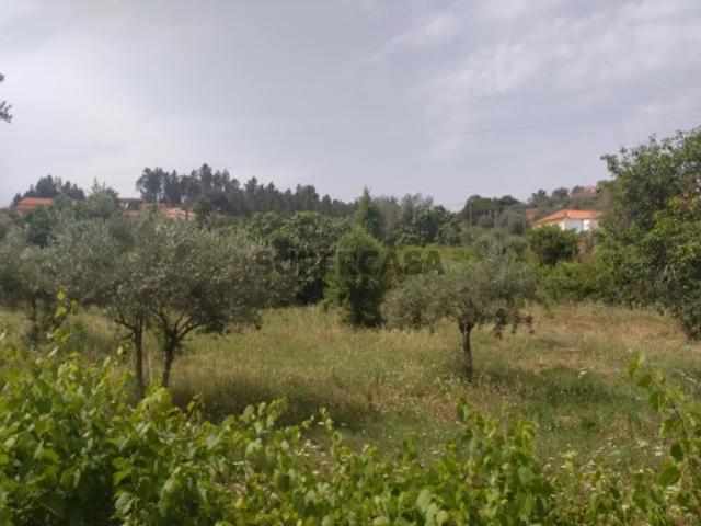 Terreno em Sardoal