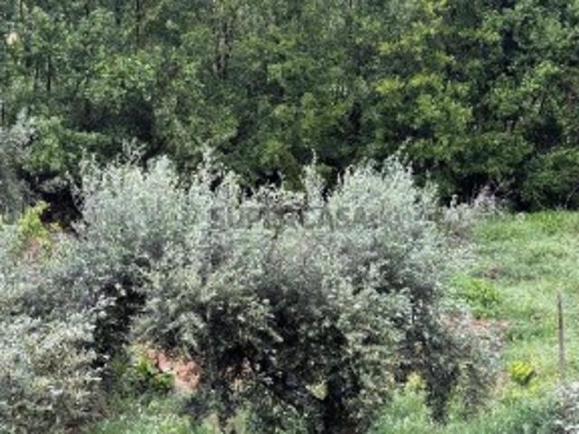 Terreno em Sarzedas