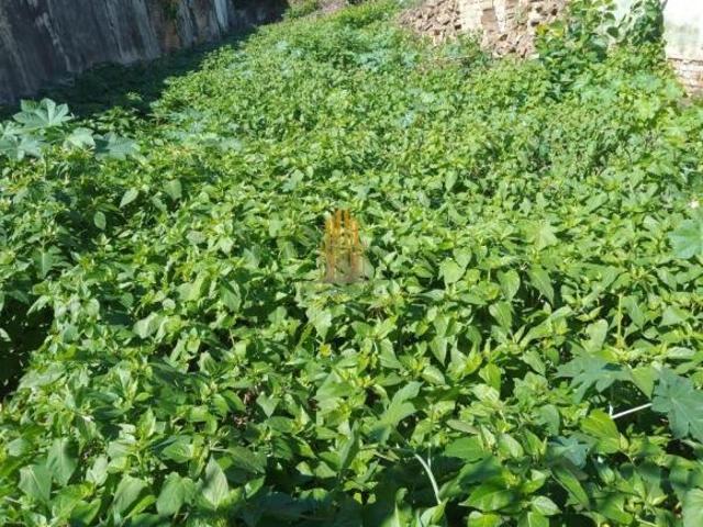 Terreno em Saúde, São Paulo/SP de 236m² à venda por R$ 1.750.000,00