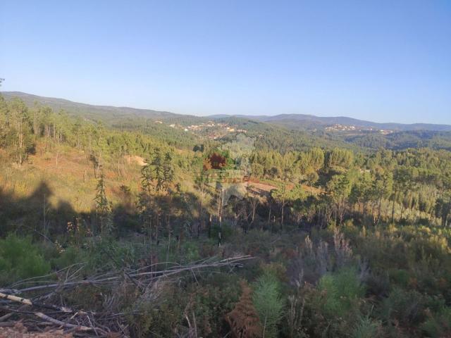 Terreno em Sertã