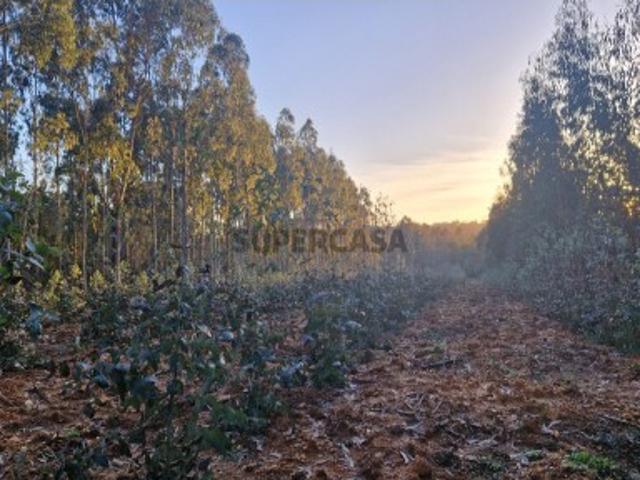Terreno em Tábua