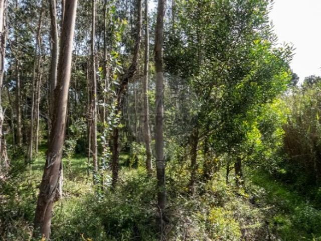 Terreno em Tavarede