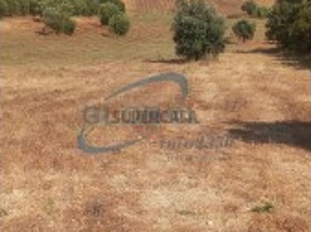 Terreno em Torres Novas São Pedro, Lapas e Ribeira Branca