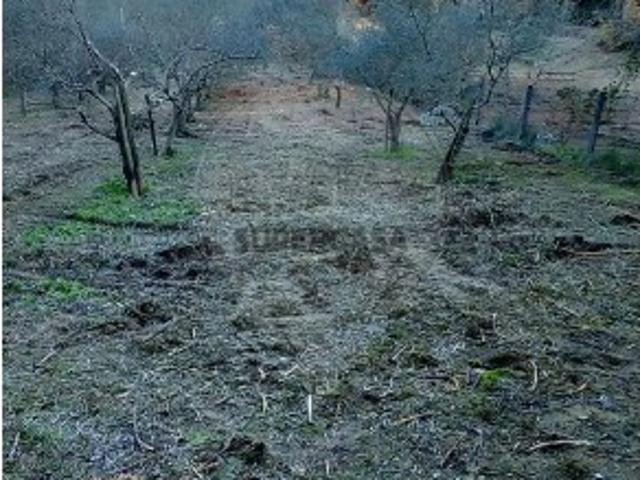 Terreno em Torres Novas Santa Maria, Salvador e Santiago