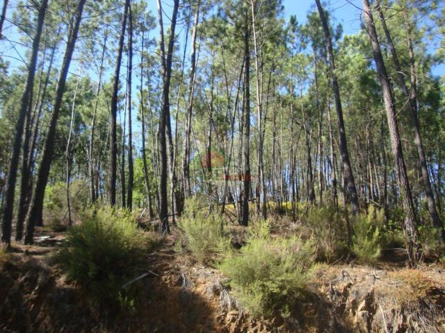 Terreno em Troviscal