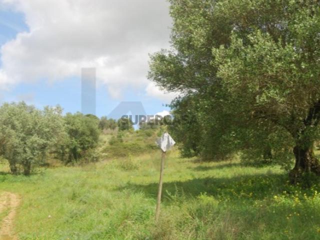Terreno em Vale Limão Torres Novas