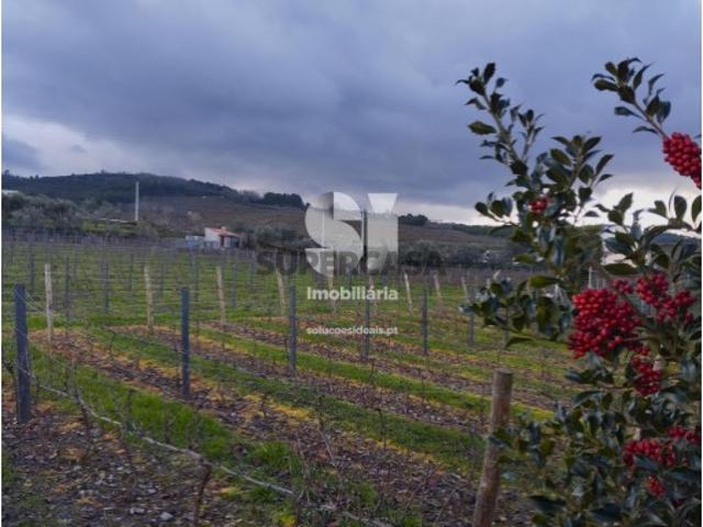 Terreno em Vilarinho de São Romão