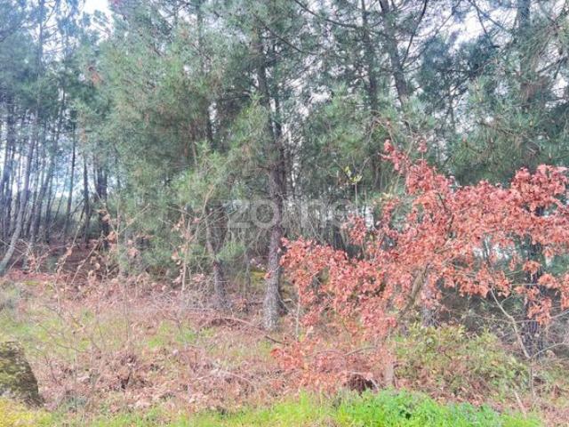 Terreno em Zona Florestal – Ideal para Cultivo ou Caravana