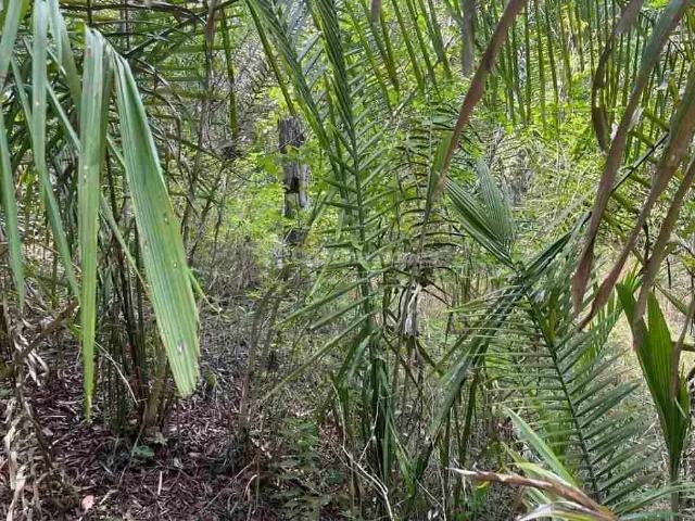 Terreno em Zona Rural, Demerval Lobão/PI de 10m² à venda por R$ 329.600,00