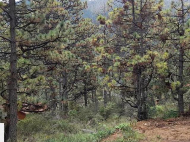Terreno en Monterreal, Sierra de Arteaga Coahuila