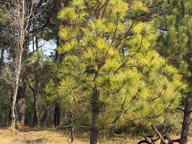 Terreno en Omitl?n de Ju?rez | Ideal para Caba?a en el Bosque