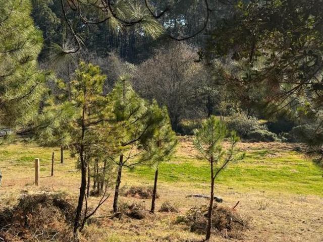 Terreno en Omitlán de Juárez | Ideal para Cabaña en el Bosque