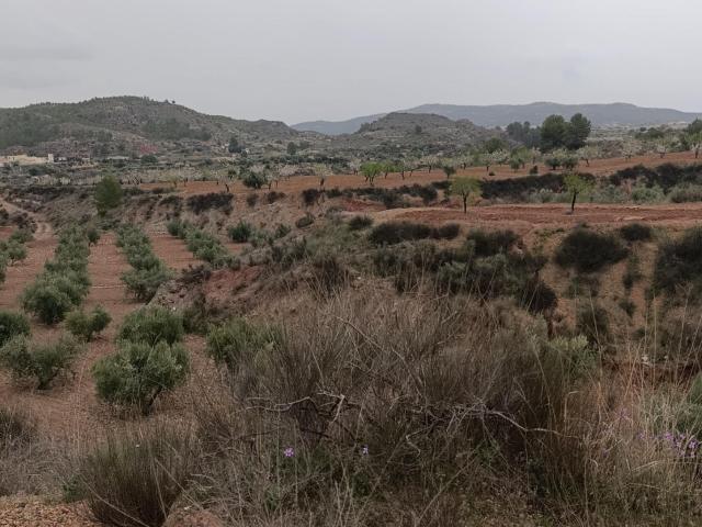 TERRENO EN CEHEGIN DE 88.031 METROS CUADRADOS