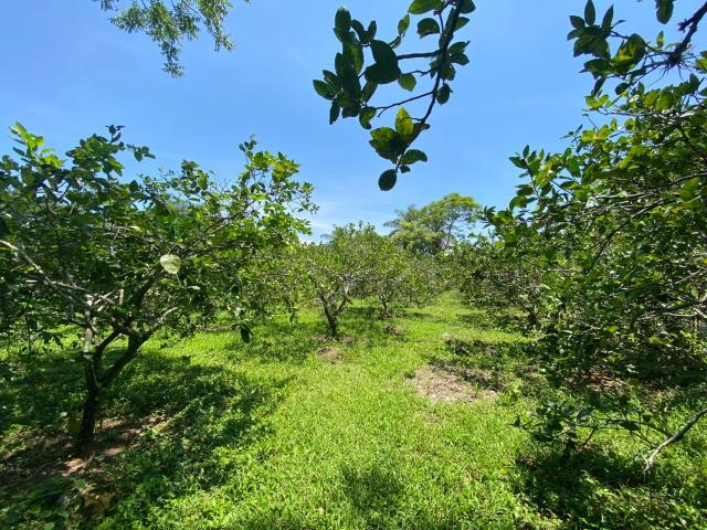 Terreno en Coatepec