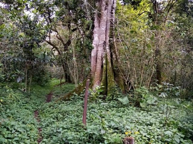 Terreno en Coatepec