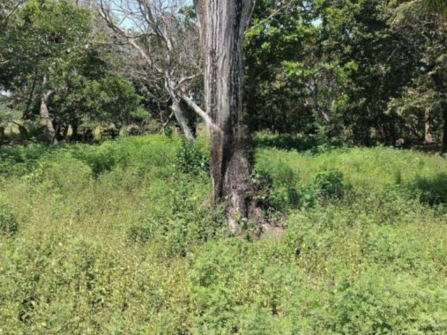 TERRENO EN EL ZAPOTE A 30 METROS DE LA PLAYA AV. PRINCIPAL