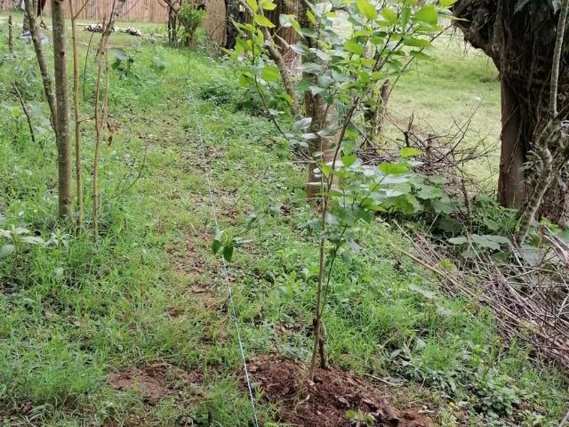 Terreno en fraccionamiento campestre