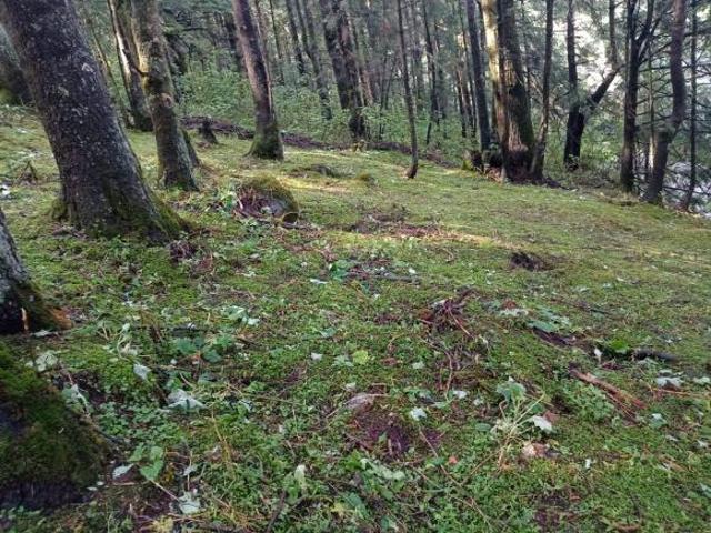 Terreno en fraccionamiento campestre Villa Alpina