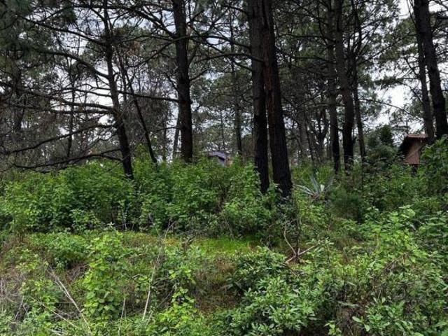Terreno en Fraccionamiento Lomas Verdes Mazamitla