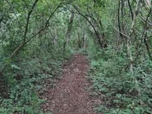 Terreno en Pueblo Xtut, Temozon, Yucatan en VENTA