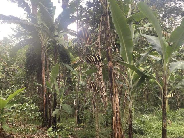 Terreno en Pueblo Pacho Viejo