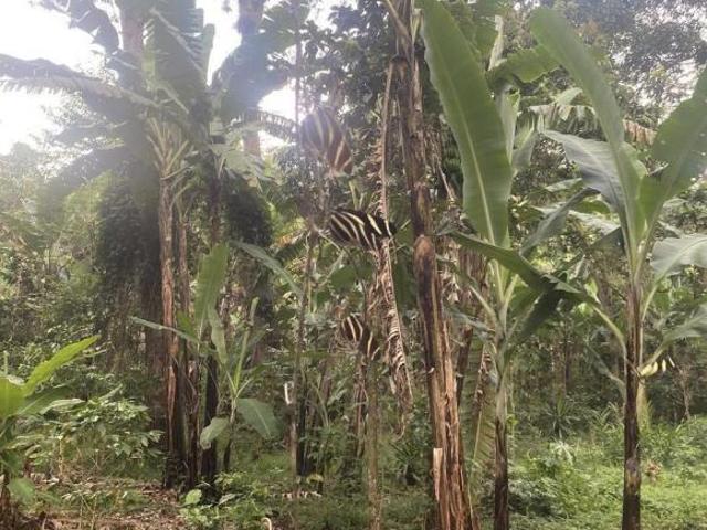 Terreno en Pueblo Pacho Viejo