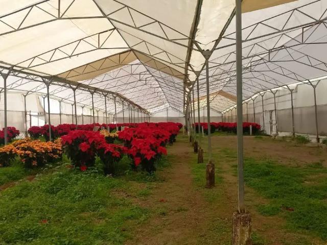 TERRENO EN RENTA ATLIXCO PUEBLA