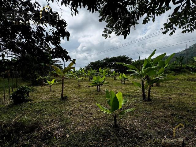 TERRENO EN RENTA CARRETERA COATEPEC XICO FRENTE RESTAURANTE MARISCOS LA CHIRIPA