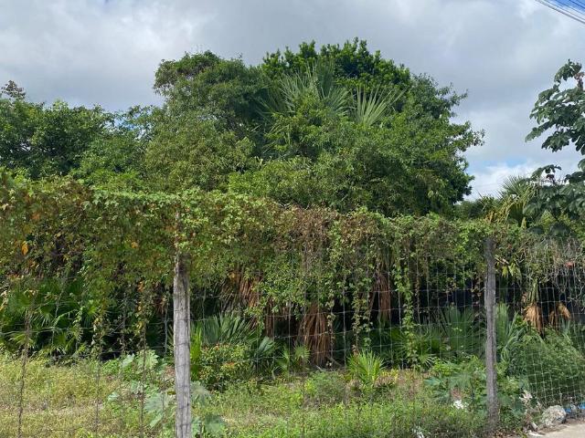 Terreno en renta en la calle 11 sur
