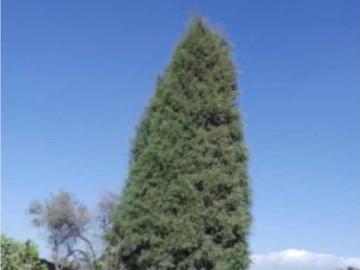Terreno en renta en San Juan, Puebla, Puebla