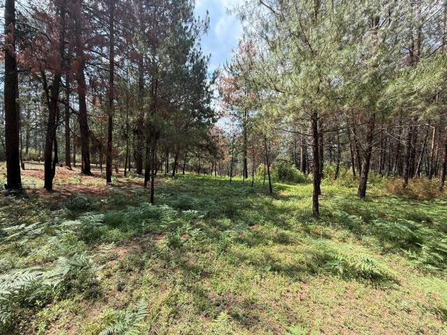 Terreno en San Bartolo Amanalco