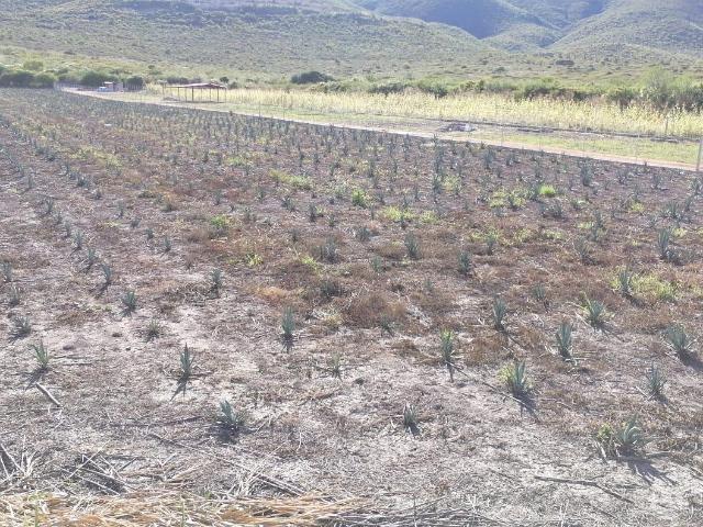 Terreno en Santa Mar?a el Tule