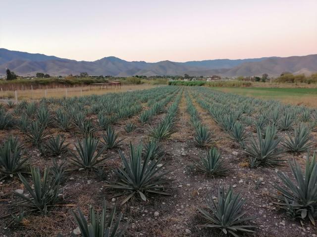 Terreno en Santa Mar?a el Tule