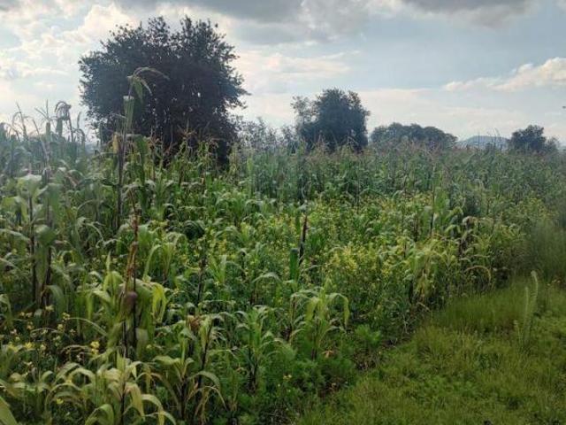 TERRENO EN SANTA CRUZ CUAUHTENCO, ZINACANTEPEC