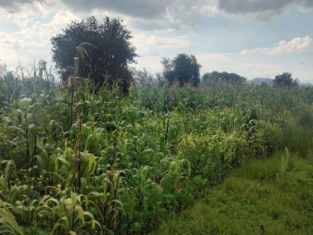TERRENO EN SANTA CRUZ CUAUHTENCO, ZINACANTEPEC