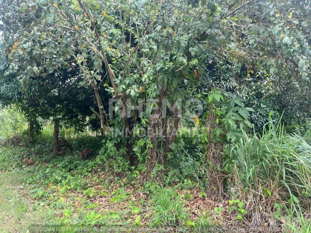 Terreno en Venta camino a Juana Moza, Tuxpan, Ver