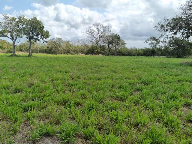 Terreno en venta Carretera Federal paso del Toro Boca del R?o