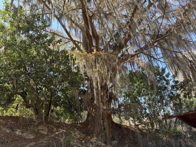 Terreno en Venta, Carretera Oyameles El Zorrillo, Rayones NL