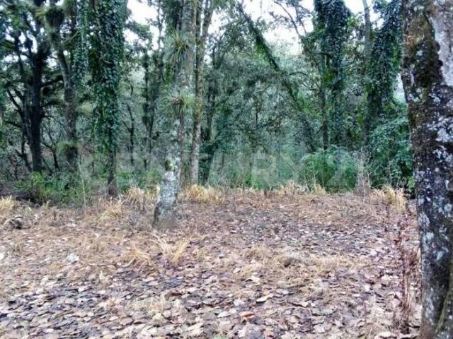 TERRENO EN VENTA, COL. ALCANFORES SAN CRISTOBAL DE LAS CASAS, CHIAPAS