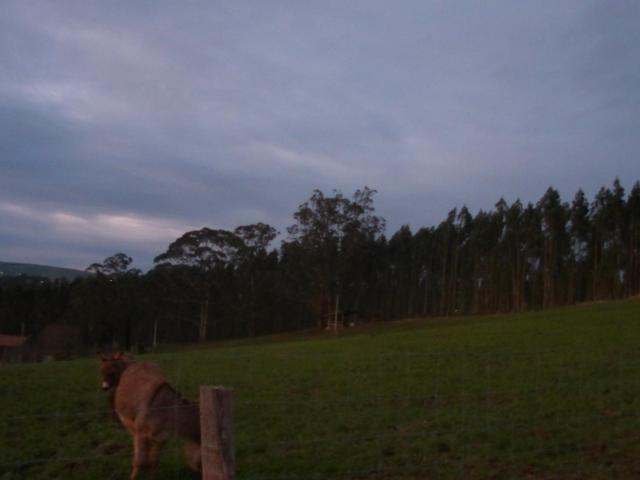TERRENO EN VENTA CON EUCALIPTO