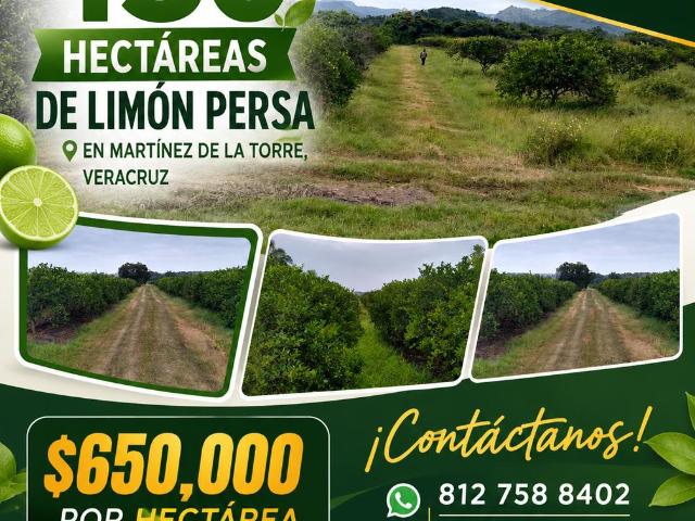 Terreno en Venta con huertas de Lim?n Persa en Producci?n. Martinez de la Torre, Veracruz