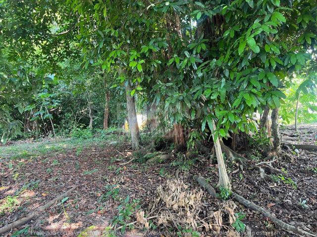 Terreno en Venta Congregacion Banderas, Tuxpan, Ver