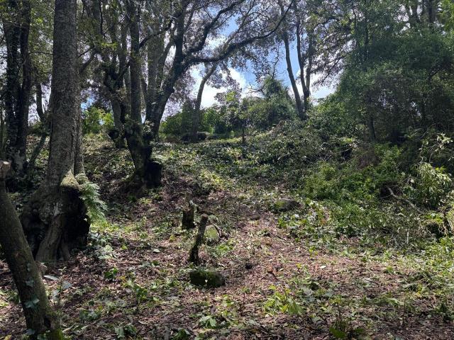 Terreno en venta Eucaliptos 8