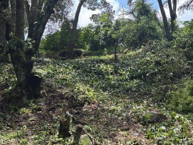 Terreno en venta Eucaliptos 8