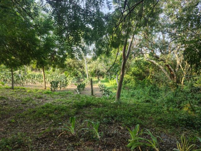 TERRENO EN VENTA EJIDO EL CONTADERO