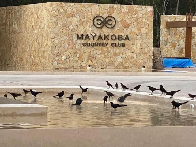 Terreno en venta en MAYACOBA COUNTRY CLUB C4135